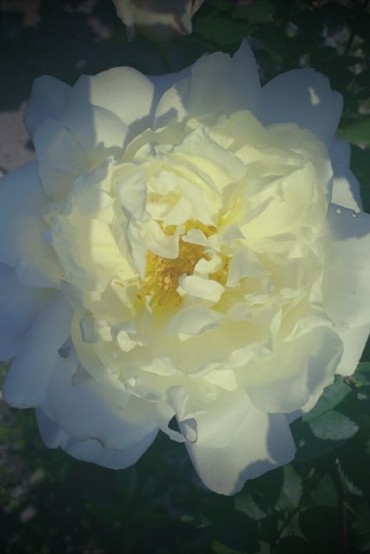 白い大輪の花
