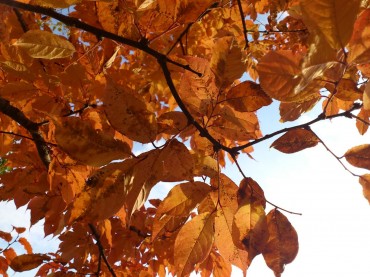 広葉樹は、訳あって色づき、訳あって葉を落とします。（Photo by Satoko Yaegashi)