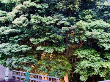 「杜」狛江泉の森会館の緑