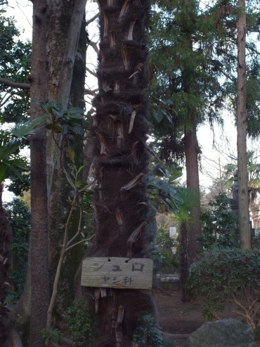 これが、ターダ・アーサナのシュロの木です。ヤシ科です。う〜ん。このイメージですよお。楽しくなりますね。