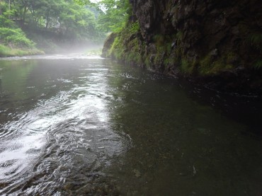 川に降りたら、川霧が出ていました。珍しいことです。湿度、気温のバランスで現れます。幻想的でした。