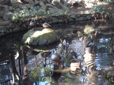 泉の森会館の裏手にある、和泉弁財池です。鴨の家族がいます。<br />
いつもいます。