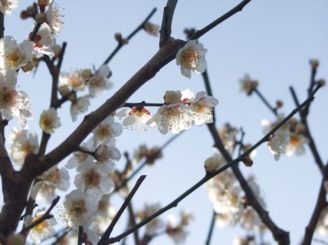 会員K.S様のお庭の梅の木