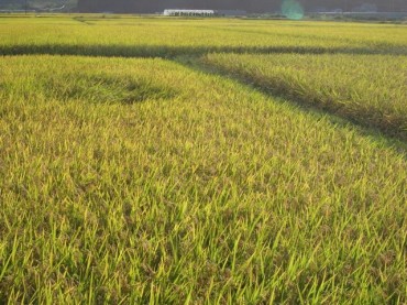 ミステリーサークル？！