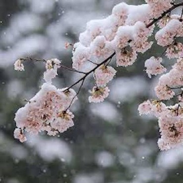 雪桜