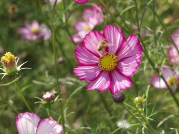 Photo by Sachiko Kawamura