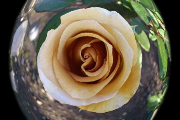 写っている美しさ、素晴らしを…