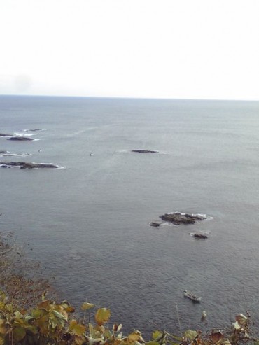 11月22日早朝　あわびの口開け