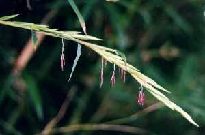 これこれ、これが泉の森会館2階にありましたよ。