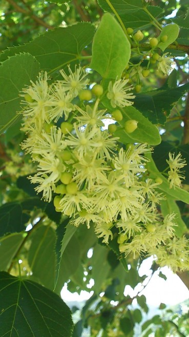 「菩提樹の花が咲き、ふくいくとした香りが辺りを包んでいます。」と、ウレイラ山の入り口、宮沢賢治の「月の時計台」の丘に立つ菩提樹の様子が岩手岩泉町の智子（さとこ）さんより届きました。