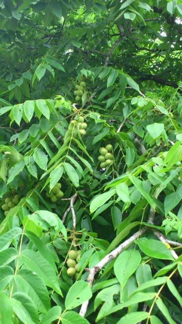 7月24日（日）今朝、宇霊羅（山）を散歩した、岩手の方より届いた「胡桃」の木です。青実が見えますね。これが晩秋には固い殻で覆われるのでしょうか？