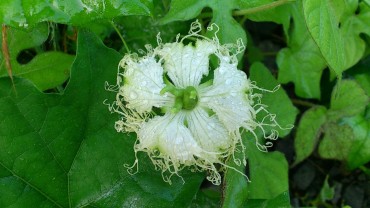 今朝届いたカラスウリノハナさんの写真。岩手岩泉町の智子さんは毎朝散歩をするようです。そして時折その時出会ったオトモダチをこうして撮っておくってくださいます。・・・美しい。