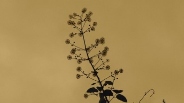 影絵のような花？草？