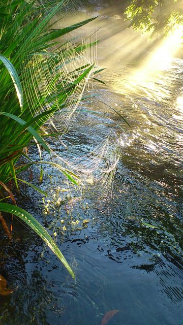早朝の清水川（Photo by Satoko Yaegashi）