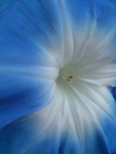 夏休みの自由研究と言ったら…朝顔の成長日記？