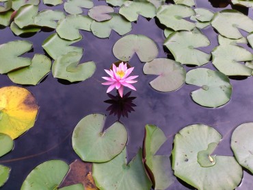 Photo by Satoko Yaegashi