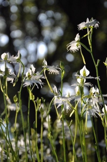 Photo by Shoko Kawamura
