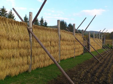 美しい。なんとも豊か。実りの秋ですね。（Photo by Satoko Yaegashi）
