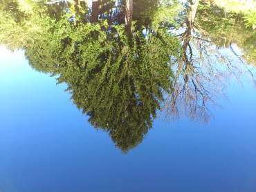 湖の中の木　Photo by Satoko Yaegashi