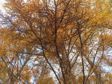 自分の身体は自分しかわかりません。日々色づく樹々に、自身の身体が重なる。