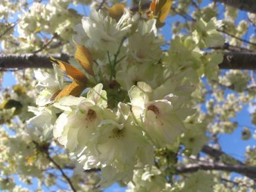 Photo by Satoko Yaegashi