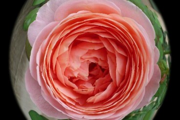 播かれた種は、花を咲かせるでしょう。 ー岩泉　八重樫家で育てているバラ　岩泉の智子さん撮影ー