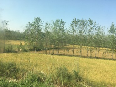 デリー〜リシケーシ間　シャタブディ列車車窓より