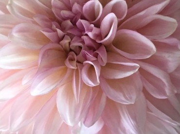 盛岡センターの今朝。1000枚の花弁の蓮華？　ダリアがにっこりしていますよ。