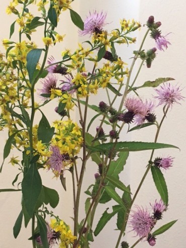 ナンブアザミ・アキのキリン草