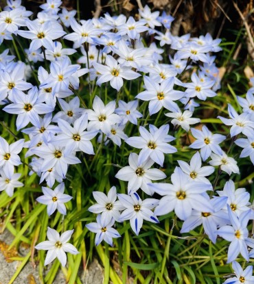 ヨギうた ー 聖者や詩人の言葉 ー 3/26（木）