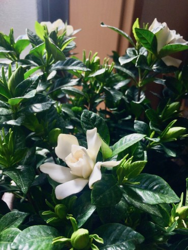 今朝咲いた。芳香で三大香木のクチナシ。「口無し」ごとく鎮静と安らぎの効果も。