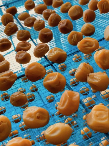 梅雨明けを待って昨日から三日三晩。432個。