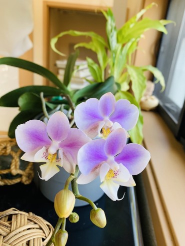 昨日は一輪。今日は三輪。