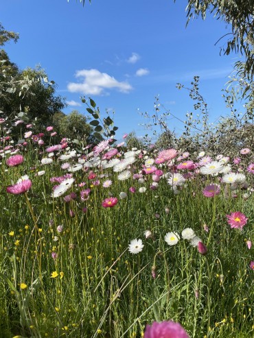 オーストラリアの友達から。コスモス？