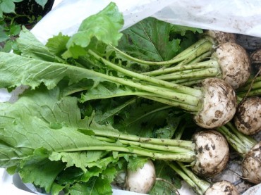 L1000122 宇佐美さんが通う埼玉の農園さんのカブ「大地を守る会」にも出荷しています。