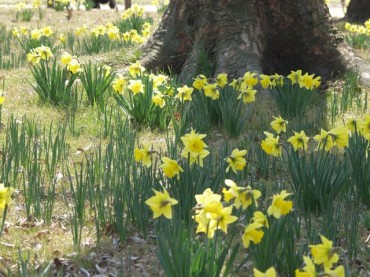 木はらっぱ水仙と友達　Photo by  Sachiko Kawamura