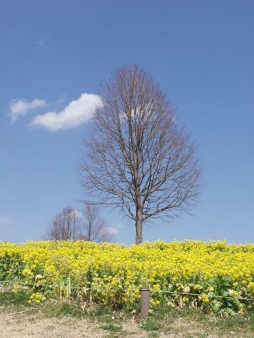 菜の花と木と空　Photo by Sachiko Kawamura