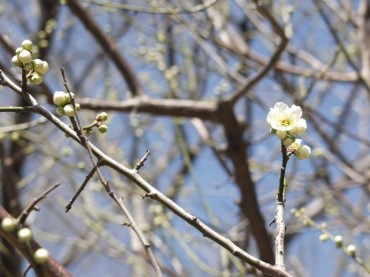 Photo by Sachio Kawamura 