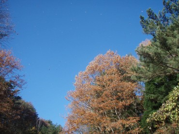 木の葉が舞っていました。空が青い。まもなく冬だなあ〜