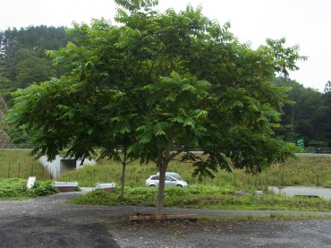 仮設住宅の一番奥にある、気になる木〜です。この木は、この住宅の菩提樹さんですね。ここ…ホッと、心が安らぐ雰囲気を発信しています。