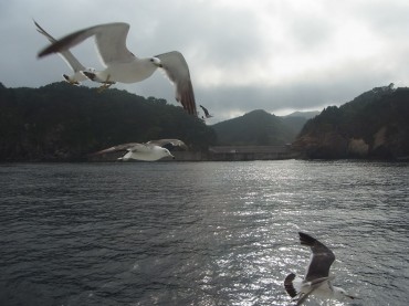 うみねこさ〜ん。大変でしたね〜。。。岩手というと宮沢賢治の注文の多い料理店から、山猫キャラクターのイメージが強いけど、海猫さんもいらっしゃったのね〜。がんばれうみねこさ〜ん♫