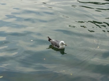 「楽しかったかい？おつかれさんっ、また来てくださいな。待ってますゼ　byウミネコ」」