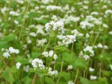満開に咲いていた蕎麦の花（先日岩手葛巻にて）