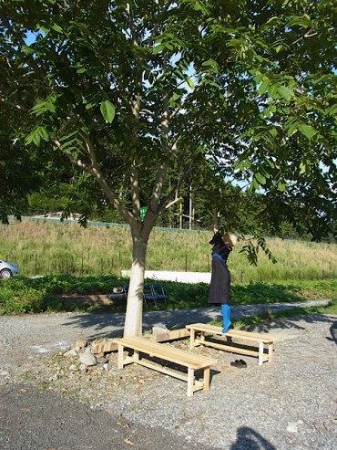 仮設住宅内の胡桃の木。大きな実が！