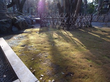 いつも霜かかっている苔さんたちは、今日はぬくぬく太陽を浴びていました。まもなく豊かに緑になることでしょう。