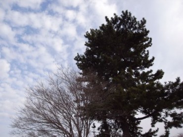 必ず朝はやってくる。すっかり春の匂いになった。今のsoraだ。