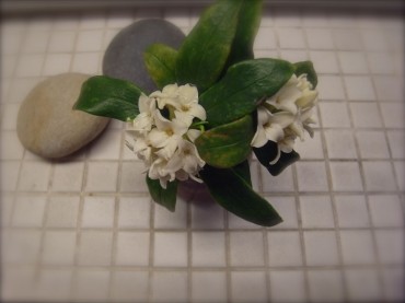 沈丁花が芳香な香りを放っていますね