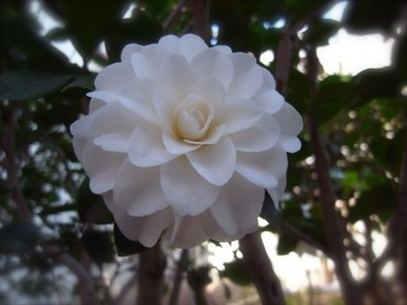 今朝、真っ白な椿が、にっこりと微笑みました。…ありがとう。