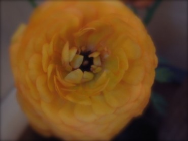 一斉に草花が、雑草も、冬に葉をおとしていた木々も、一斉に潤ってきています。今朝、家の前を掃き掃除しながら、自転車置場のおばちゃんと「草木は元気ね〜。元気もらっちゃうわ」ですって。「ほんと。もらっちゃいますね」と。