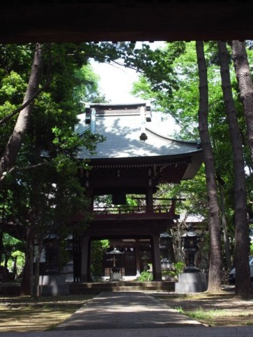 泉龍寺の緑が、びっくり！こんなに色濃くなりました。ついこの間まで、葉が落ちていたのに。。。